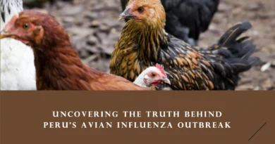 Avian Influenza Outbreak in Peru A Closer Look at the 2023 Crisis